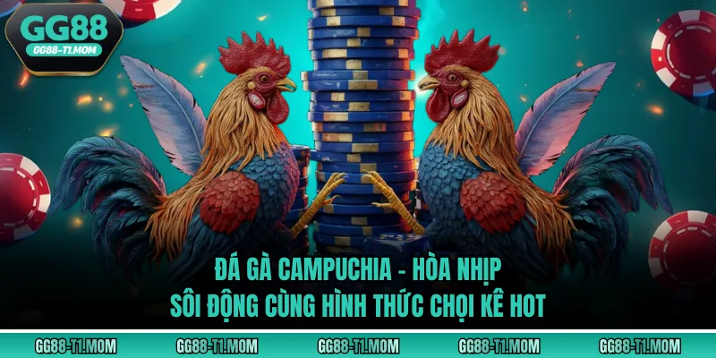 Đá Gà Campuchia - Hòa Nhịp Sôi Động Cùng Hình Thức Chọi Kê Hot