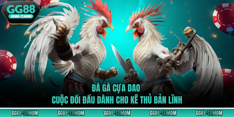 Đá Gà Cựa Dao - Cuộc Đối Đầu Dành Cho Kê Thủ Bản Lĩnh