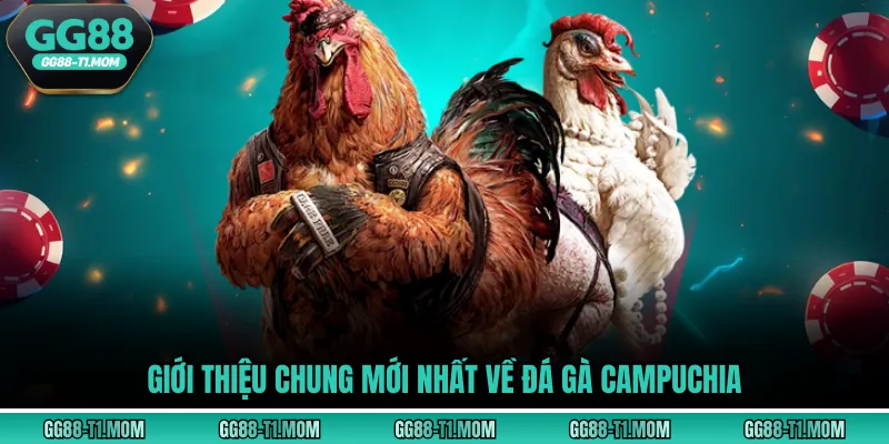 Giới thiệu chung mới nhất về đá gà Campuchia