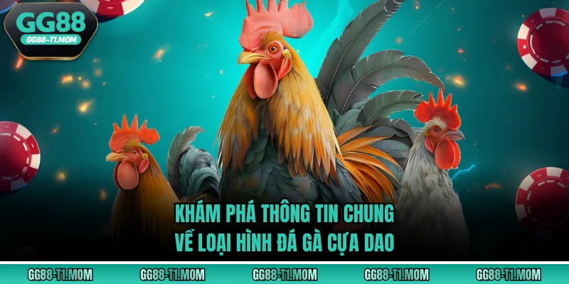 Khám phá thông tin chung về loại hình đá gà cựa dao